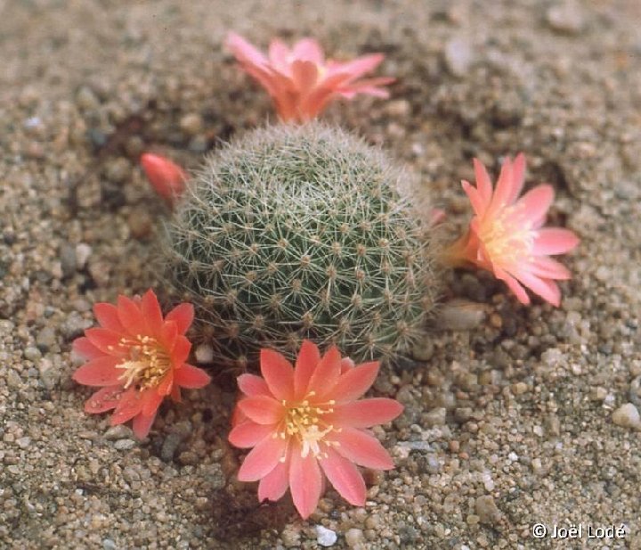 Rebutia minuscula v. salmonea JLcoll.4013